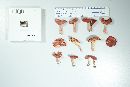 Russula sanguinaria image