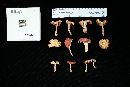 Russula sanguinaria image
