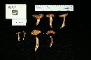 Russula pectinatoides image