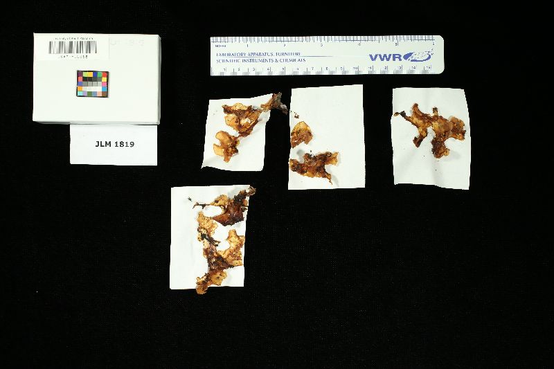Exidia alba image