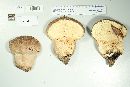 Calvatia cyathiformis image