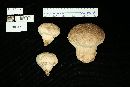 Calvatia cyathiformis image