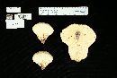 Calvatia cyathiformis image