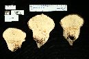 Calvatia cyathiformis image