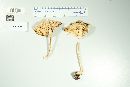 Amanita thiersii image