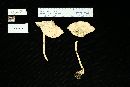 Amanita thiersii image