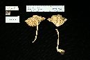 Amanita thiersii image