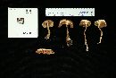 Tylopilus rubrobrunneus image