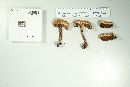 Boletus firmus image