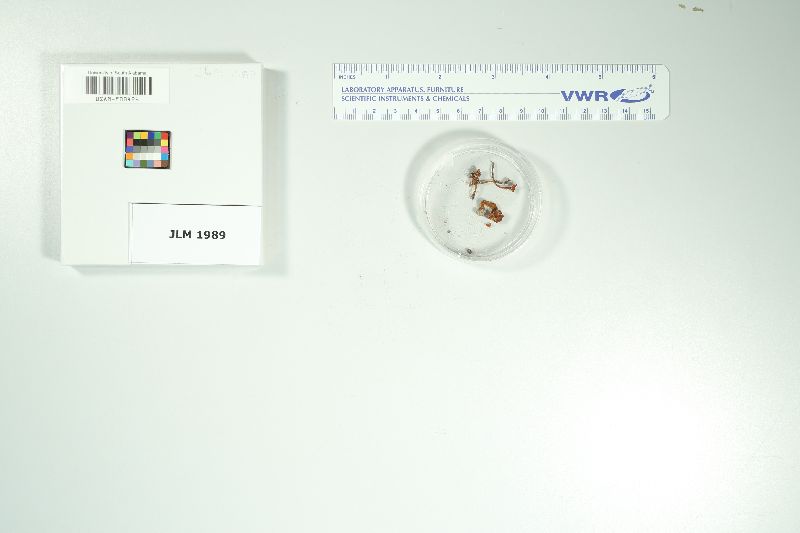 Hygrophorus chamaeleon image