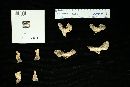 Russula vesicatoria image