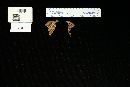 Tapinella panuoides image