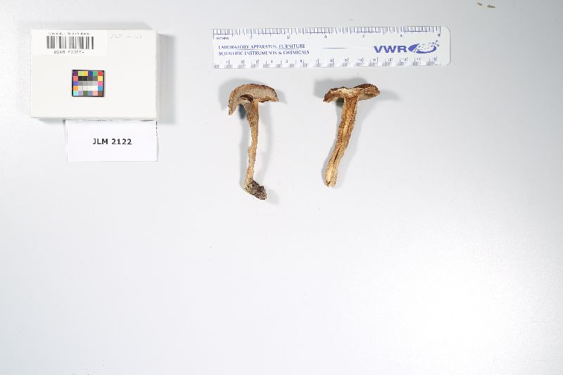 Tylopilus williamsii image