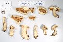 Macrocybe titans image