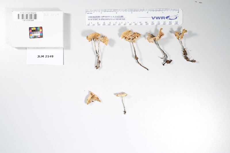 Gymnopus omphalodes image