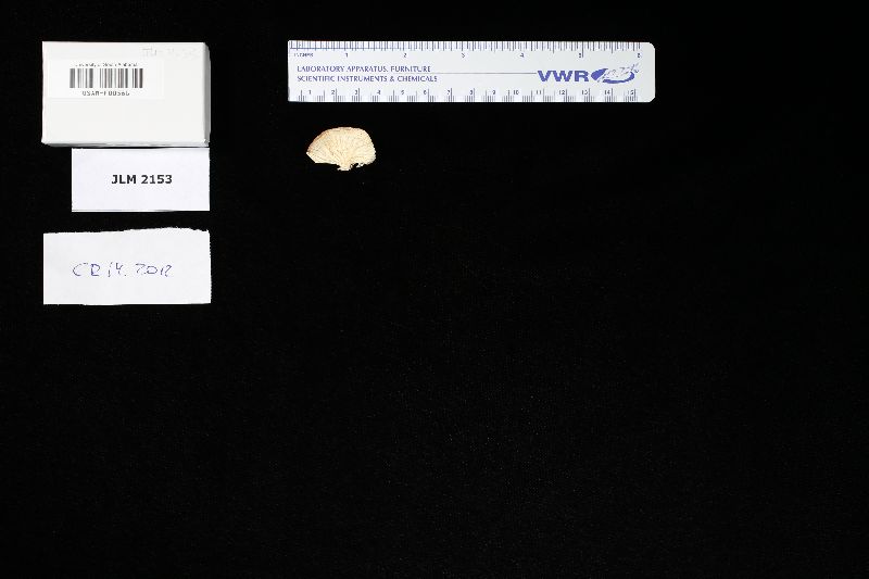 Marasmiellus guadalupensis image