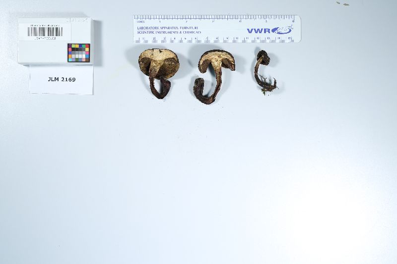 Boletellus pseudochrysenteroides image