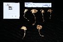 Marasmius lachnophyllus image