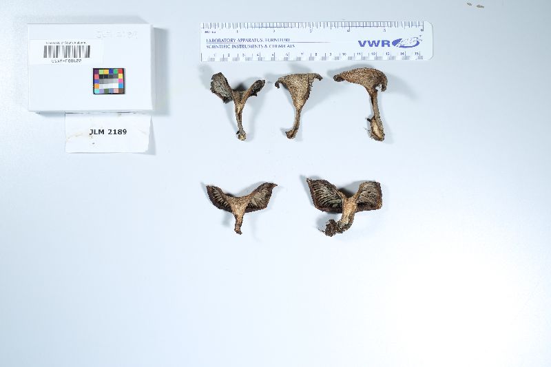 Lactifluus indigo image