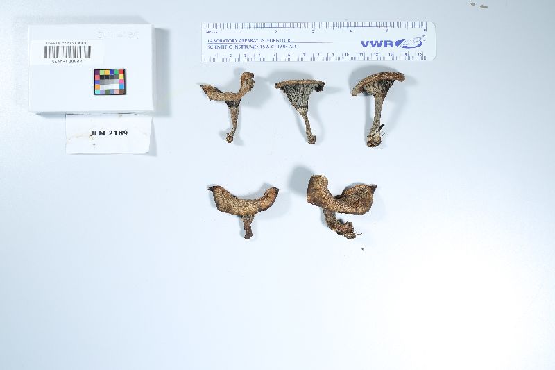 Lactifluus indigo image