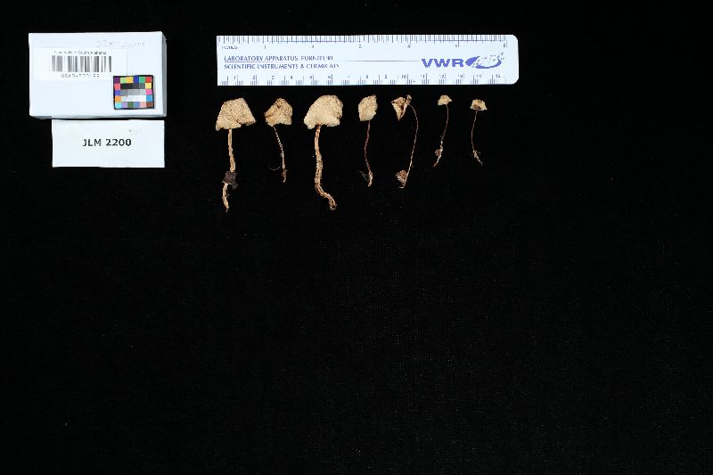 Gymnopus macropus image