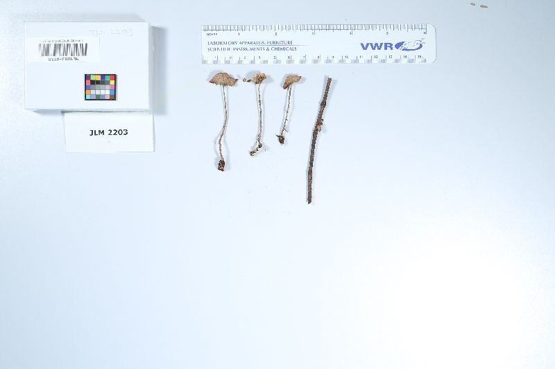 Gymnopus mesoamericanus image