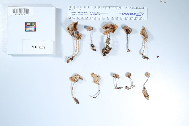 Gymnopus lodgeae image