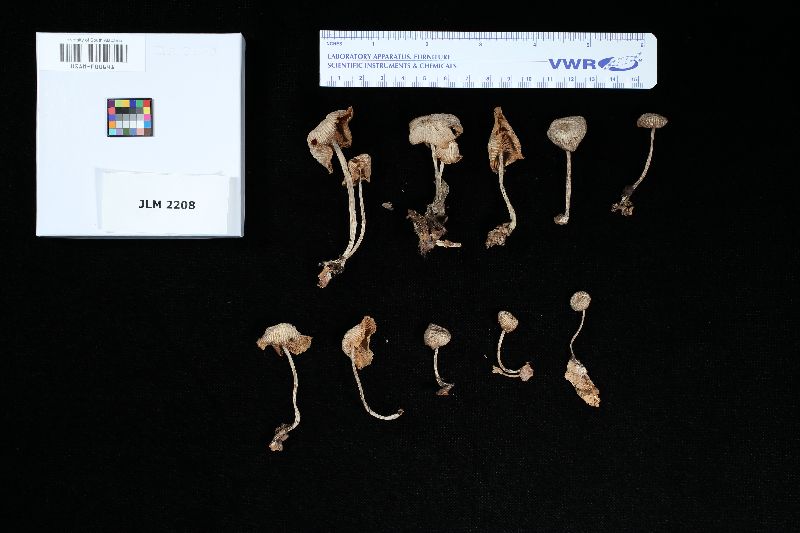 Gymnopus lodgeae image