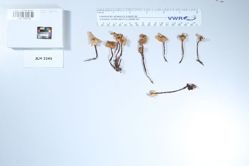 Gymnopus cervinicolor image