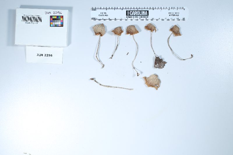 Gymnopus neotropicus image