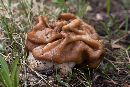 Gyromitra montana image