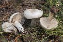 Clitocybe glacialis image