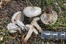 Clitocybe glacialis image