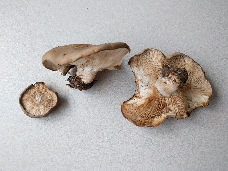 Lepista praemagna image