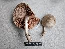 Pluteus petasatus image