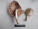 Pluteus petasatus image