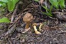 Hygrophorus marzuolus image