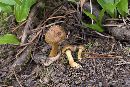 Hygrophorus marzuolus image