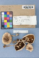 Agaricus placomyces image