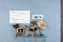 Agaricus placomyces image