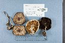 Agaricus placomyces image