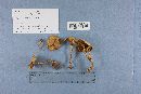 Agrocybe acericola image