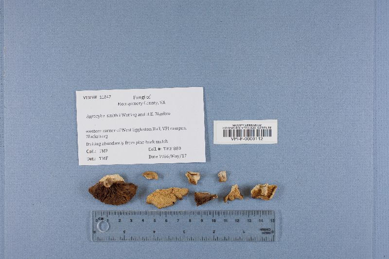 Agrocybe smithii image