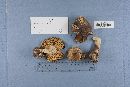 Amanita brunnescens image