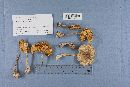 Amanita brunnescens image