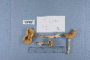 Amanita caesarea image
