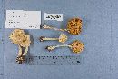 Amanita cothurnata image