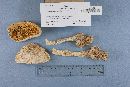 Amanita daucipes image