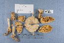 Amanita daucipes image