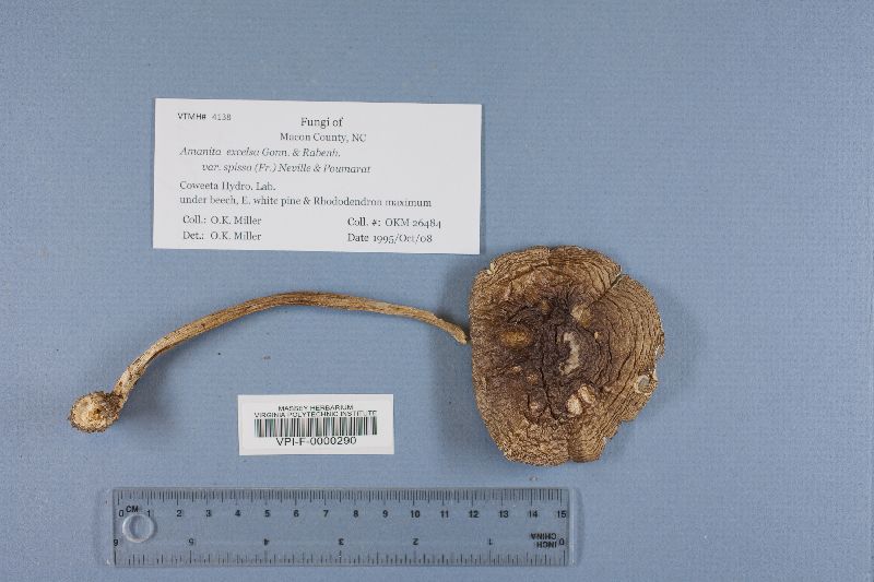 Amanita spissa var. spissa image